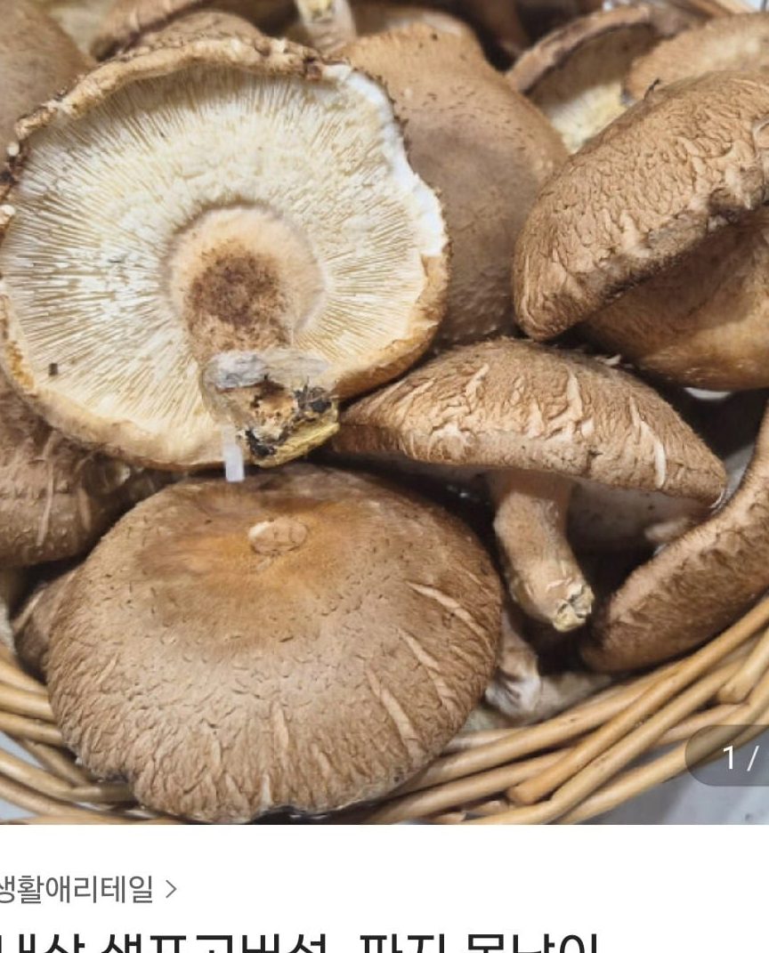 국내산 생표고버섯 2kg