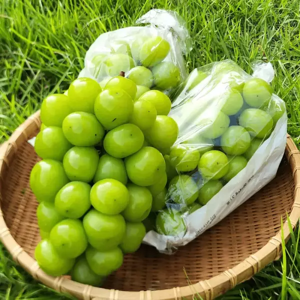 햇 샤인머스켓 1.5kg (3수