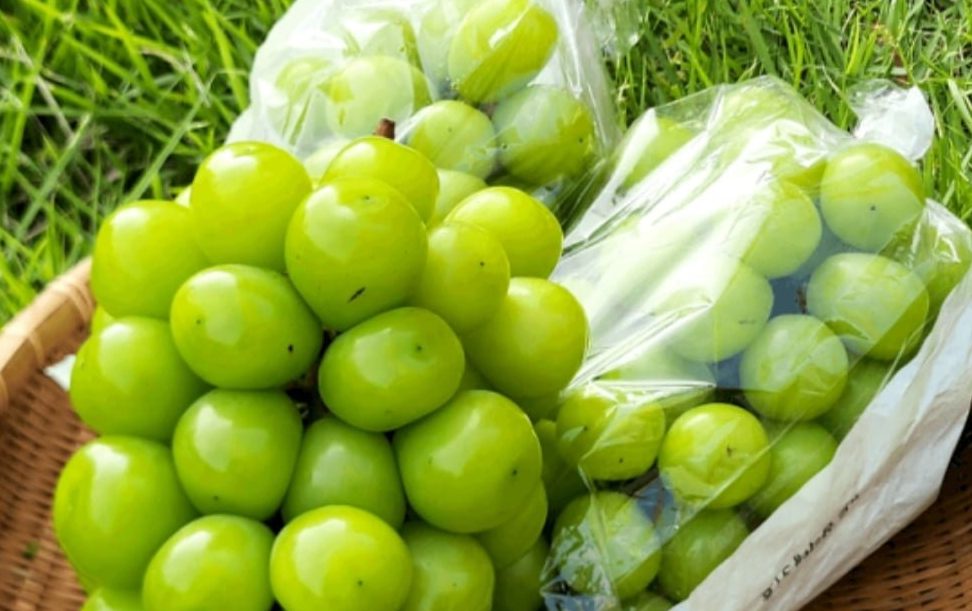 샤인머스캣 1.5kg