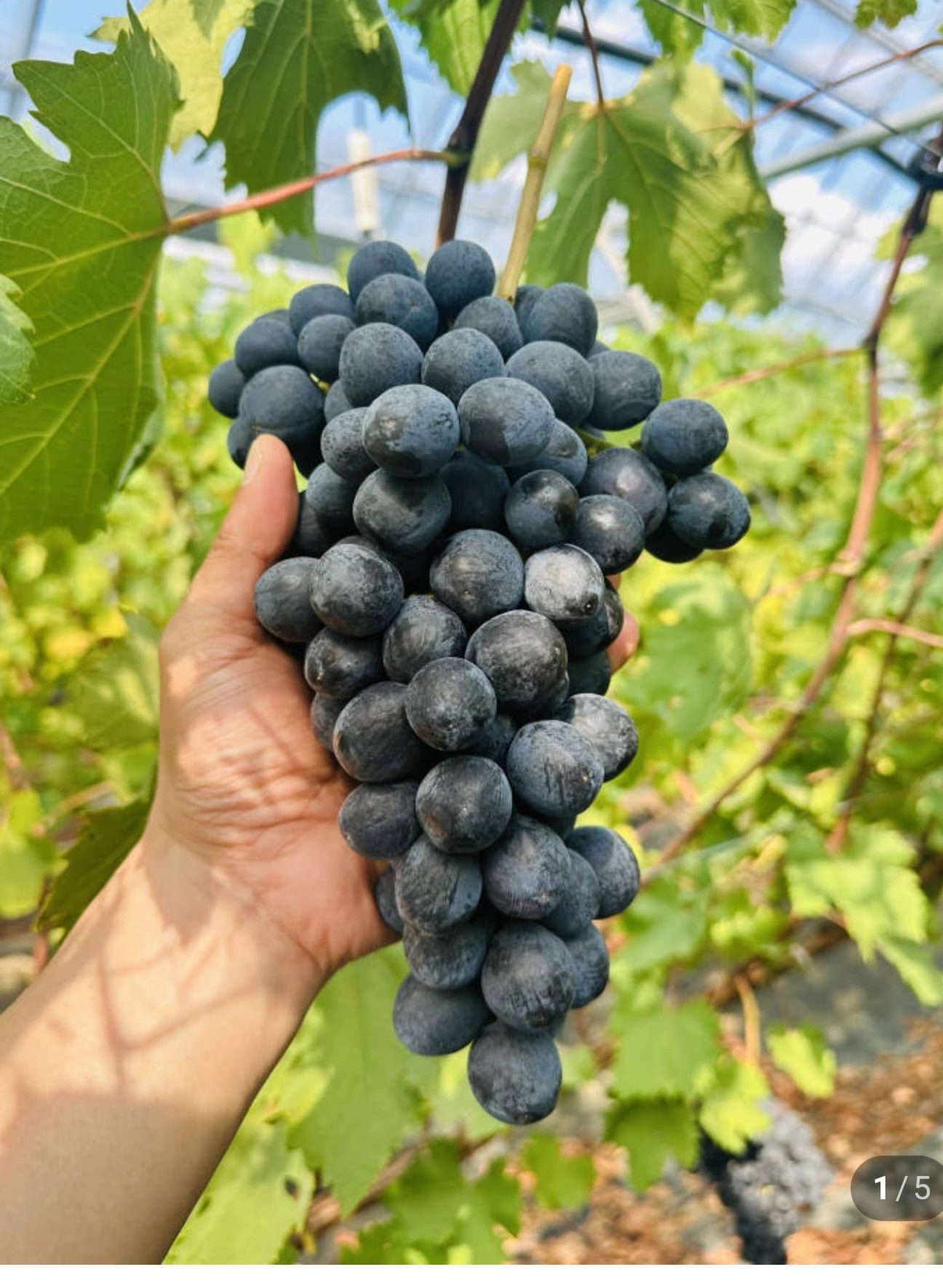 친환경 국산 포도 블랙펄 1kg