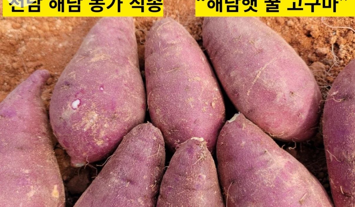해남 꿀고구마 3kg