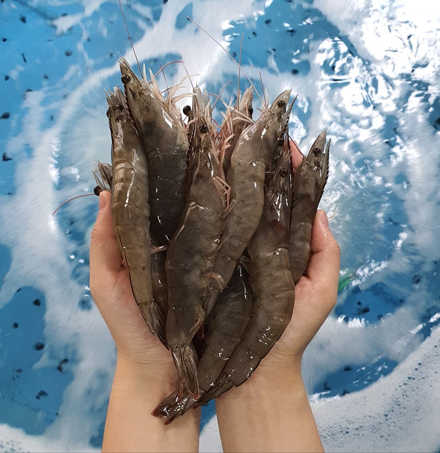 생물 흰다리새우 1kg