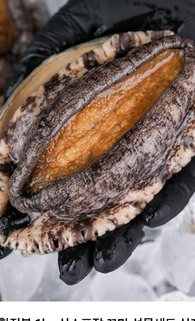 완도 활전복 1kg