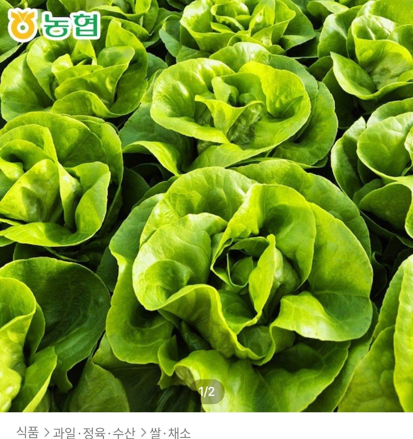 국내산 유러피안 샐러드 1kg