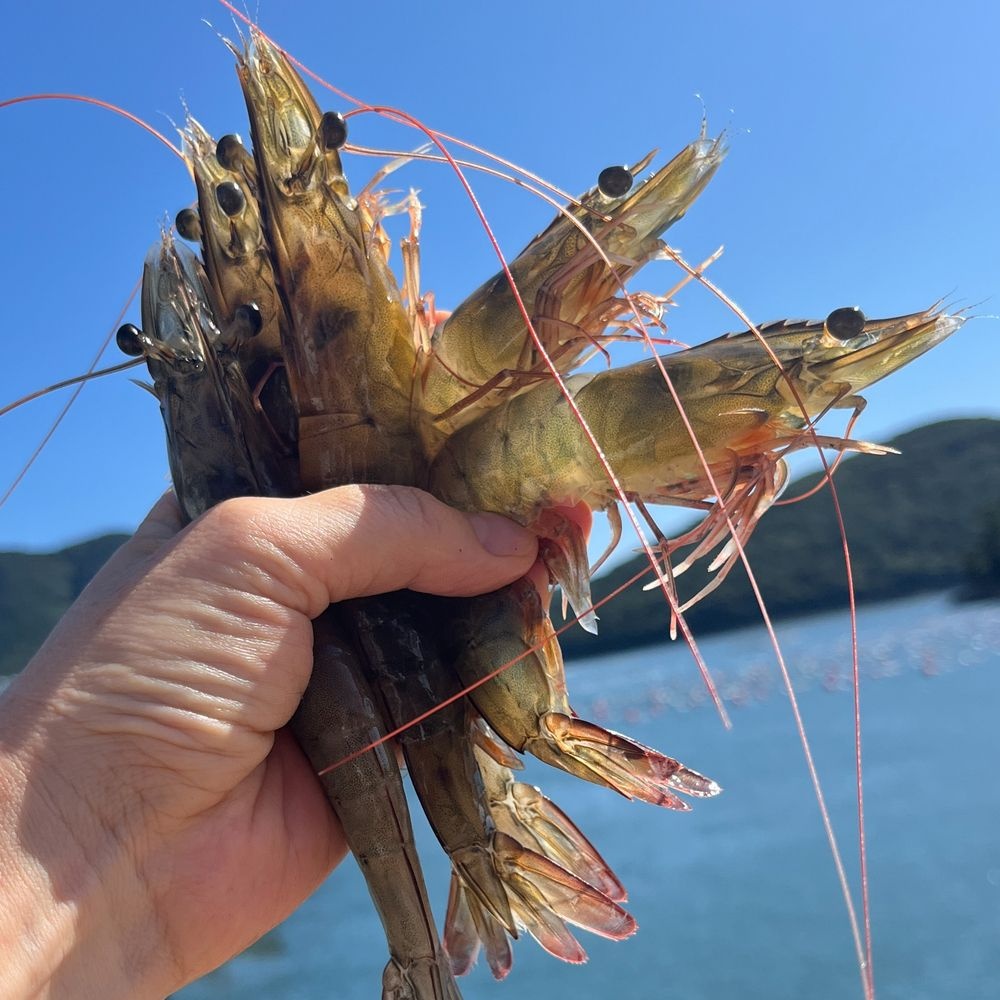 국산 생물 노지활새우 대 1kg