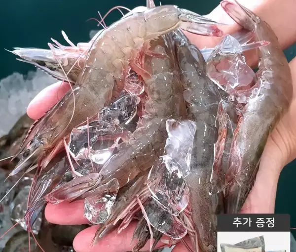 국산 흰다리새우 활새우 1kg