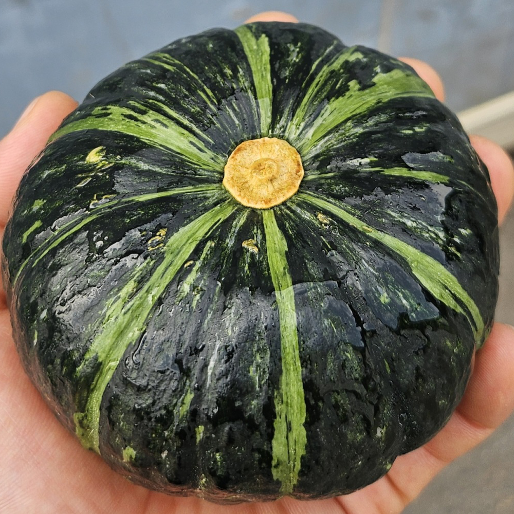 미니 밤호박 4kg