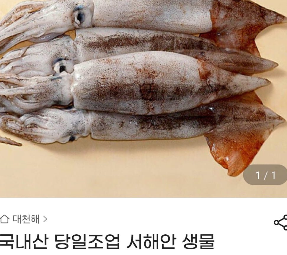 국내산 당일조업 서해안 생물 오징어 얼음포장 3~5미 (700g~800g 내외