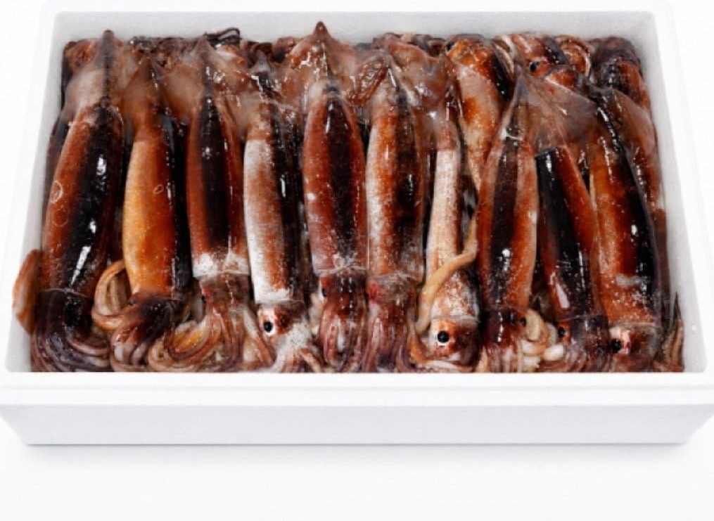 국산 생물 오징어 1kg