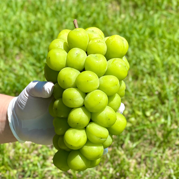 샤인머스켓 2.4kg