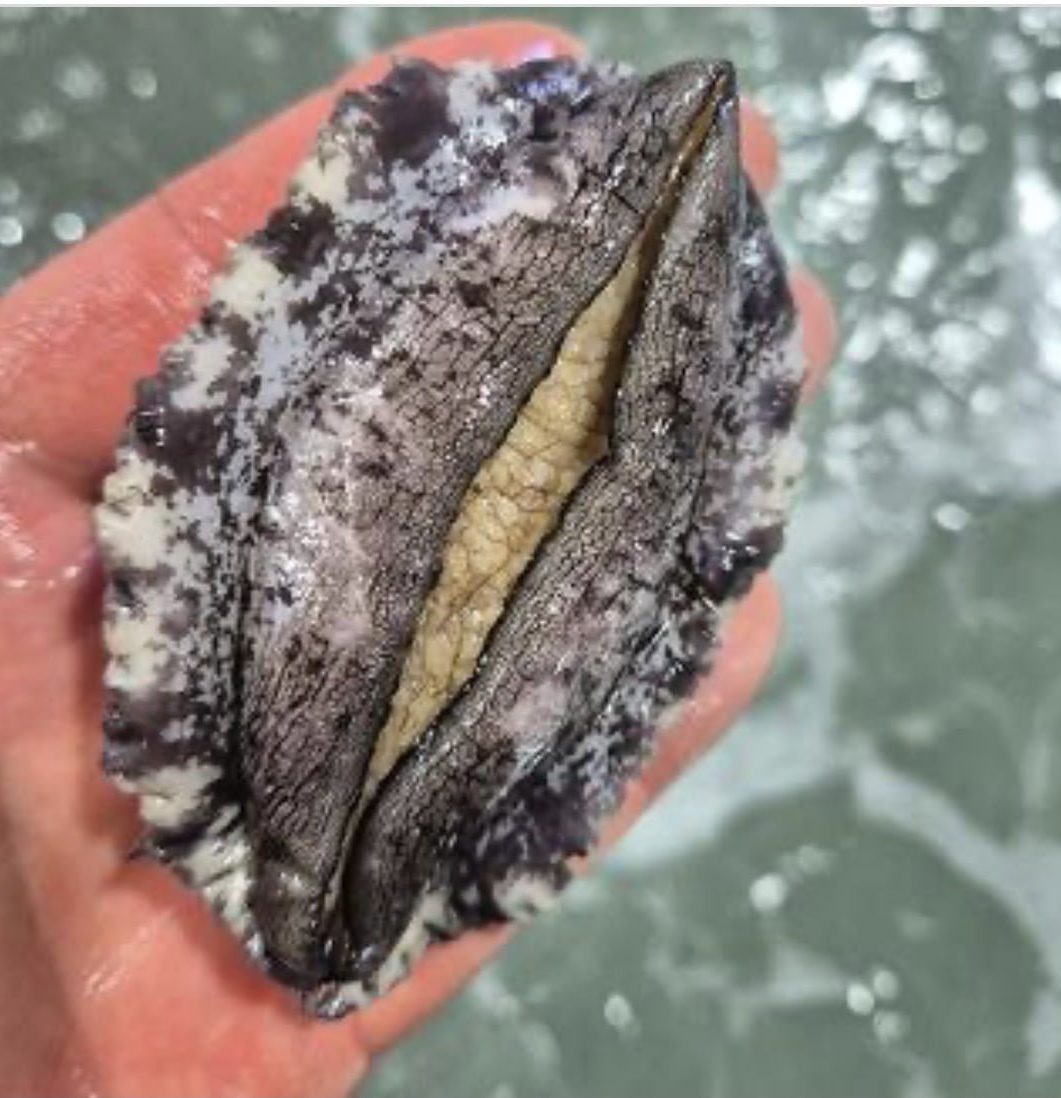 동원수산 완도 특대전복 1kg