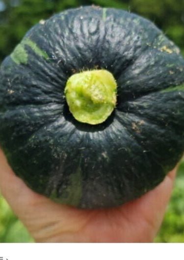 제주 미니 밤호박 단호박 5kg