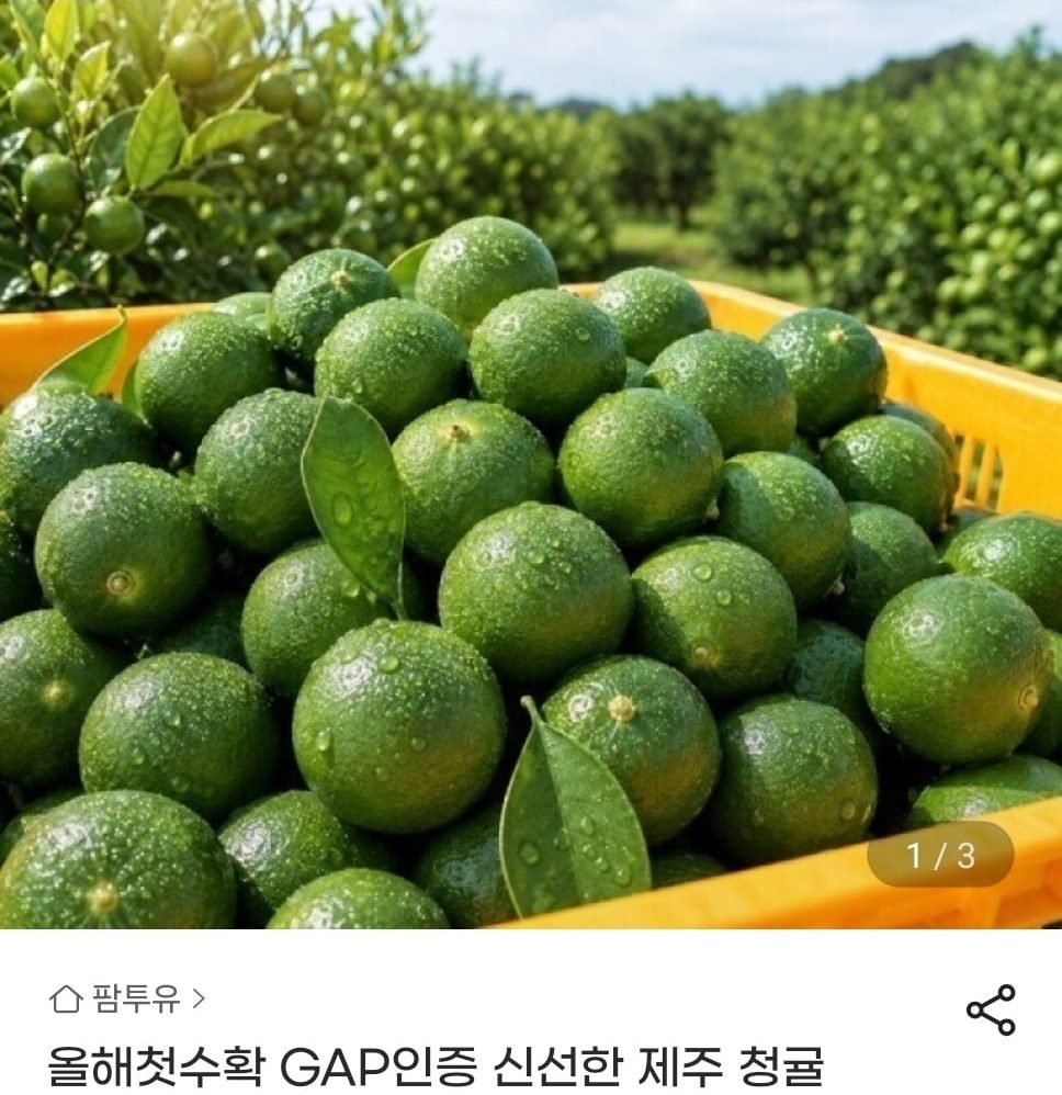 제주 청귤 3kg