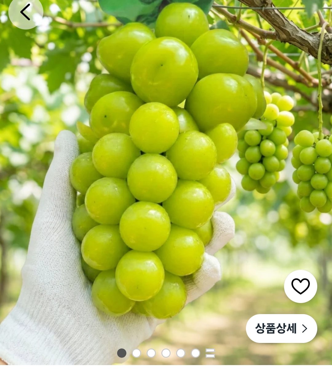 샤인머스켓 1kg 2수