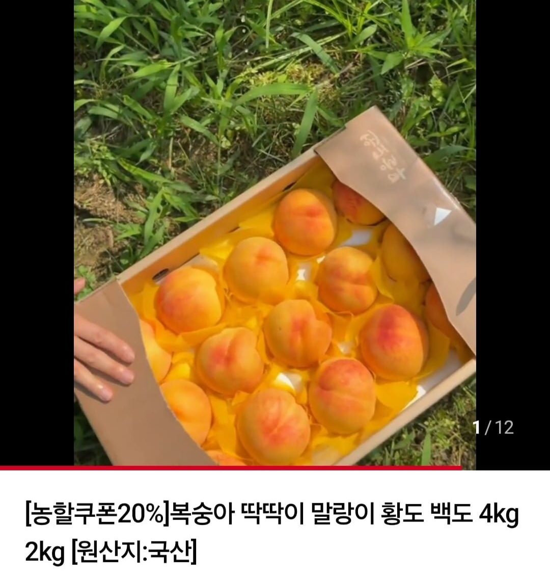 백도 딱딱이 복숭아 4kg 12~14과 대과