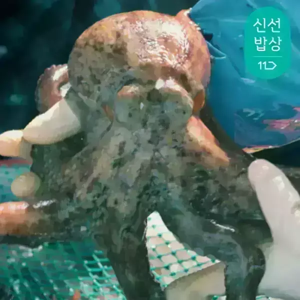 이순신수산 남해안 자연산 돌문어 1kg