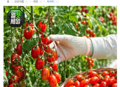 부여 윤기봉 농가 대추방울토마토 소과 2kg 무배