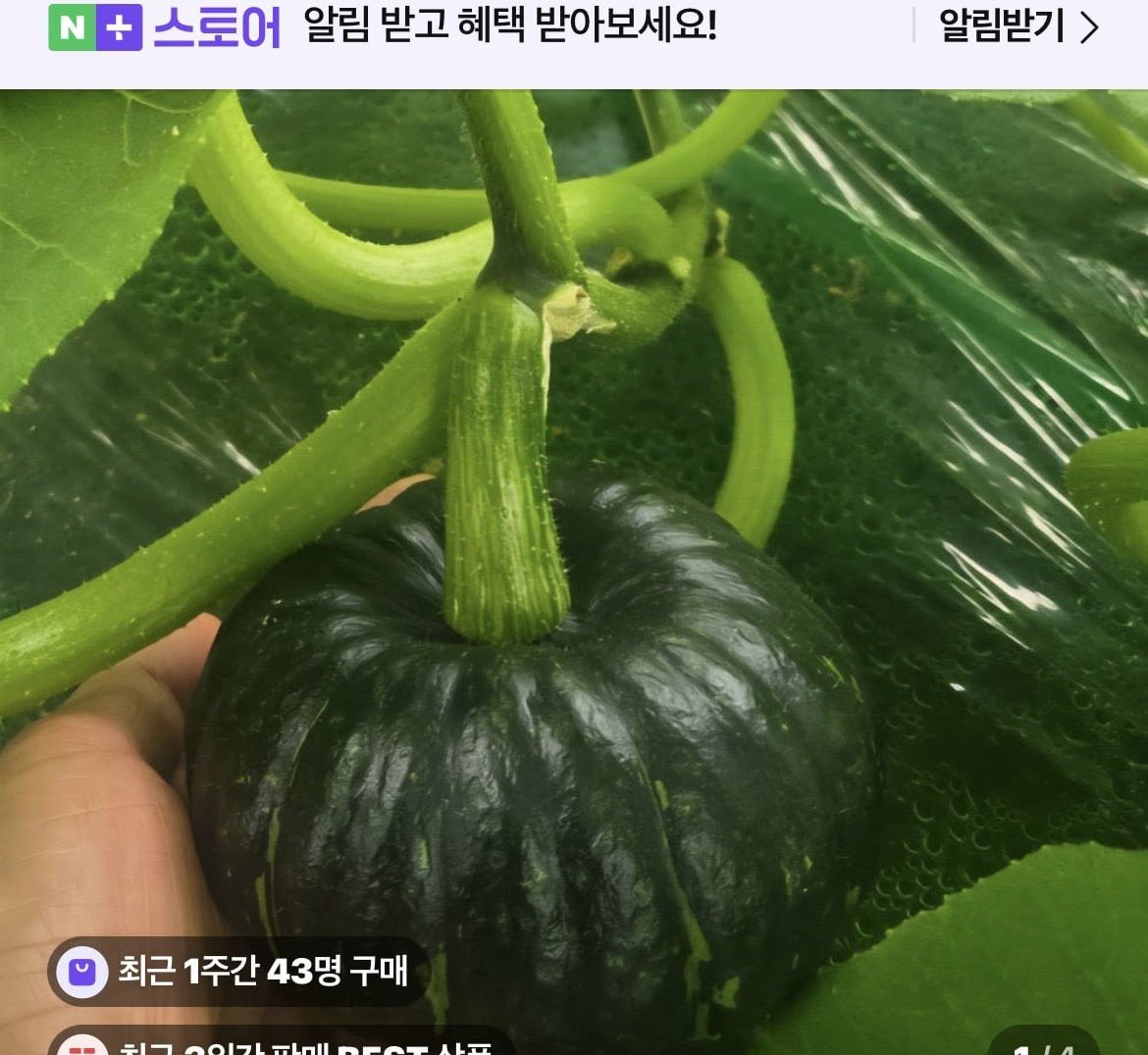 미니밤호박 특품 2kg