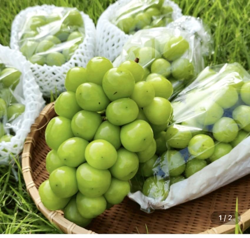 샤인머스켓 2kg
