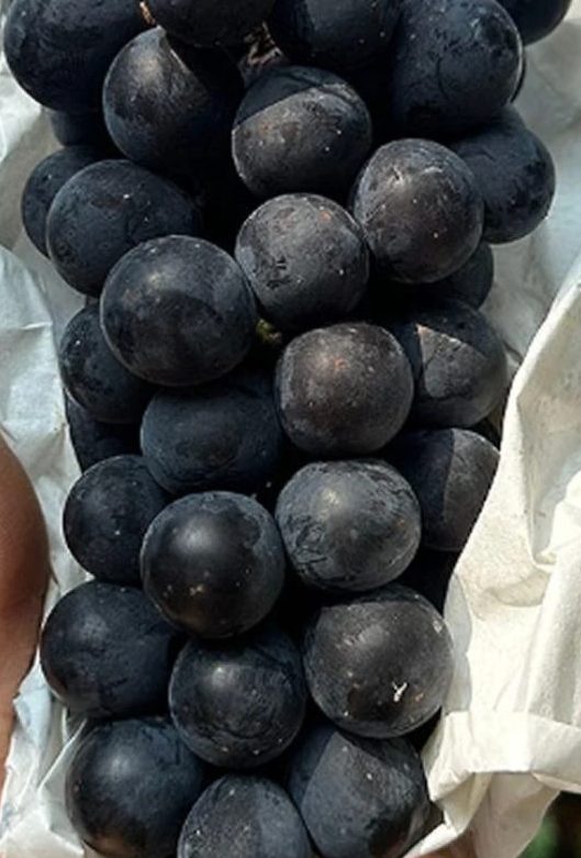 캠벨포도 1kg