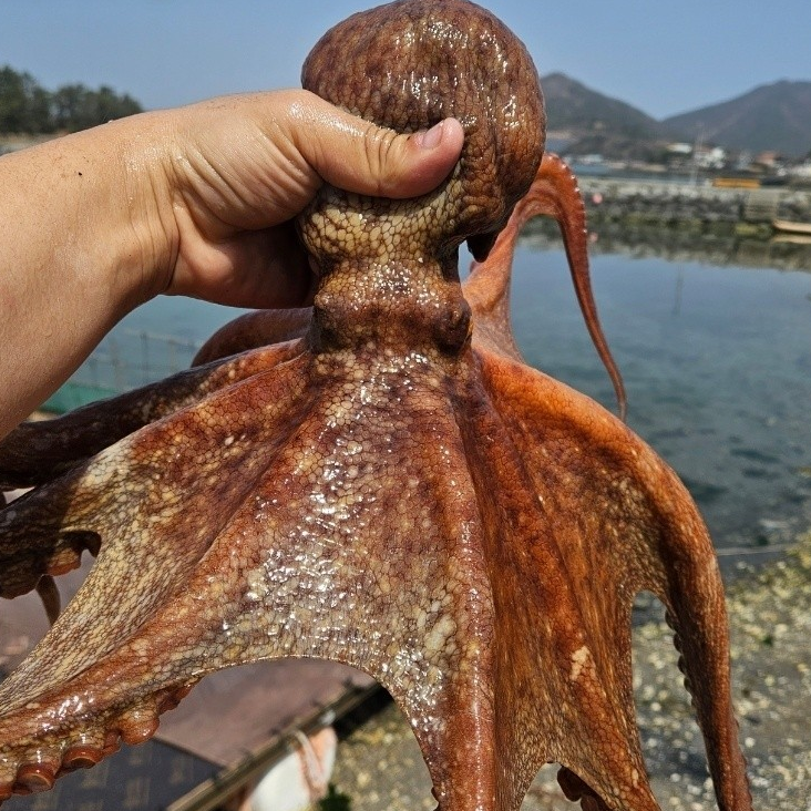 국내산 여수 생물 돌문어, 1kg, 1-3미, 1개