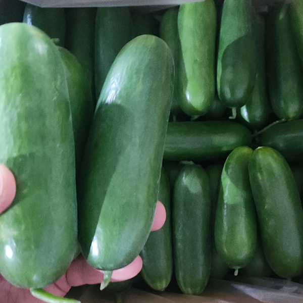 또드림마켓 미니오이, 특품, 1kg, 1박스