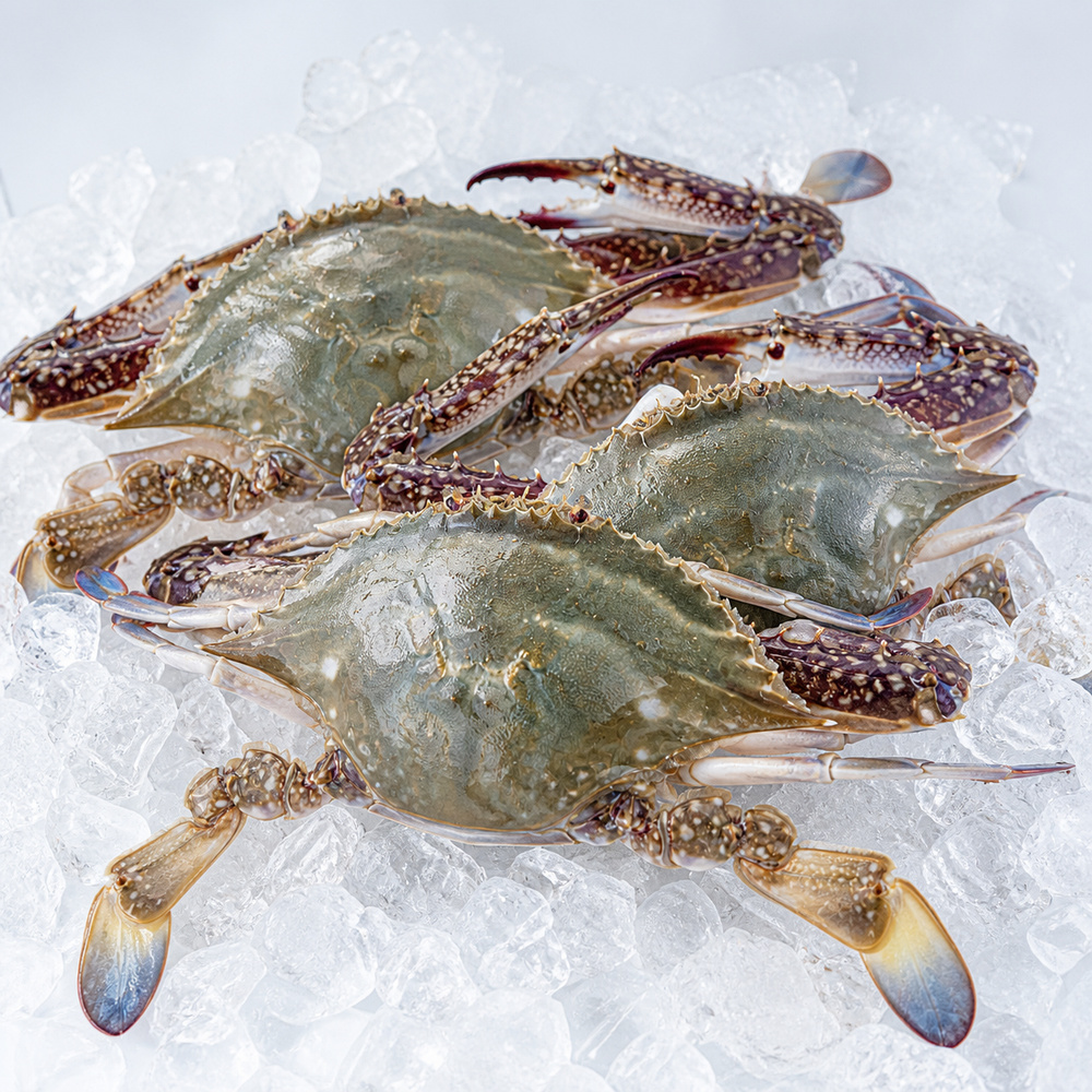 산들에담다 서해안 활 숫꽃게, 대, 2kg, 4-8미, 1개